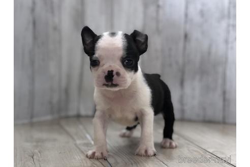 成約済の愛知県のボストンテリア-143446の1枚目