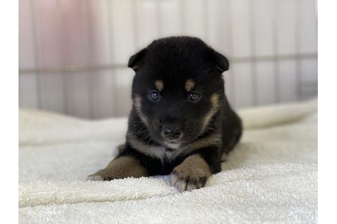 成約済の岡山県の柴犬-140423