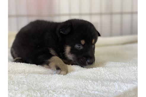 成約済の岡山県の柴犬-140423の4枚目