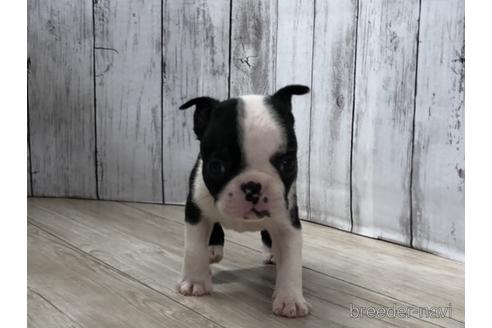 成約済の愛知県のボストンテリア-143447の1枚目