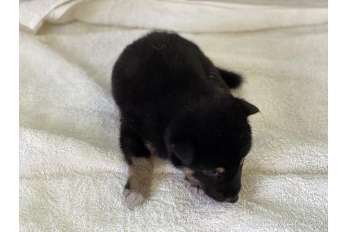 成約済の岡山県の柴犬-140423の3枚目