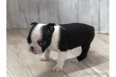 成約済の愛知県のボストンテリア-143447の2枚目