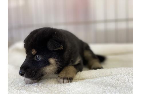 成約済の岡山県の柴犬-140423の2枚目