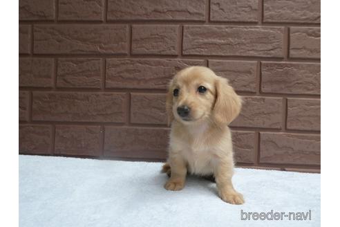 成約済の埼玉県のミニチュアダックスフンド(ロングヘアード)-143459の1枚目