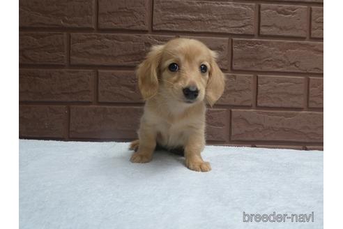 成約済の埼玉県のミニチュアダックスフンド(ロングヘアード)-143459の3枚目