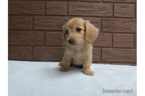 成約済の埼玉県のミニチュアダックスフンド(ロングヘアード)-143459の2枚目