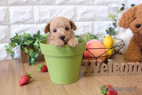 成約済の滋賀県のトイプードル-143458の1枚目