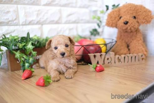 成約済の滋賀県のトイプードル-143458の3枚目