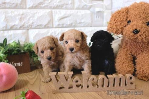 成約済の滋賀県のトイプードル-143458の2枚目