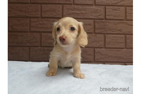 成約済の埼玉県のミニチュアダックスフンド(ロングヘアード)-143465の1枚目
