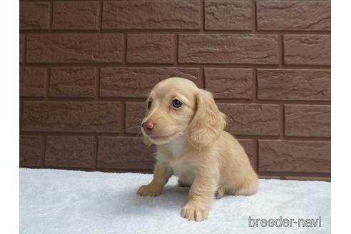 成約済の埼玉県のミニチュアダックスフンド(ロングヘアード)-143465の3枚目