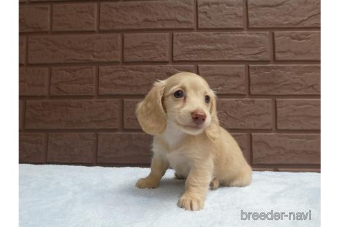 成約済の埼玉県のミニチュアダックスフンド(ロングヘアード)-143465の2枚目