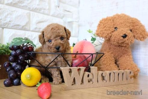 成約済の滋賀県のトイプードル-143466の1枚目