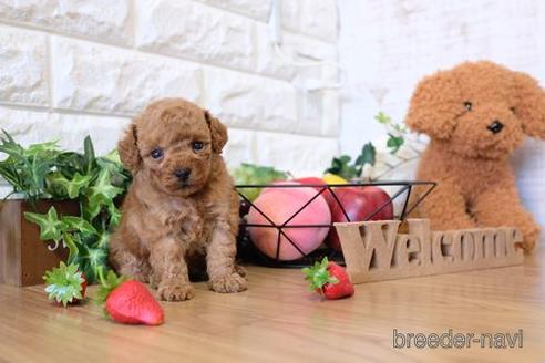 成約済の滋賀県のトイプードル-143466の3枚目