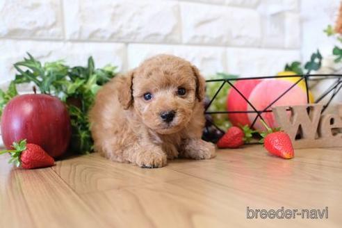 成約済の滋賀県のトイプードル-143473