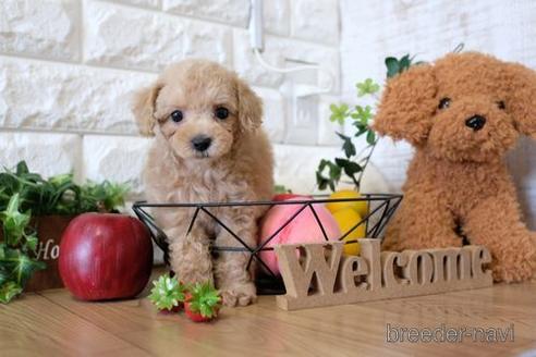 成約済の滋賀県のトイプードル-141734の5枚目