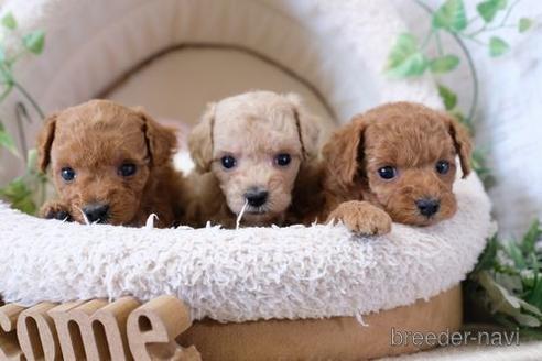 成約済の滋賀県のトイプードル-141734の4枚目