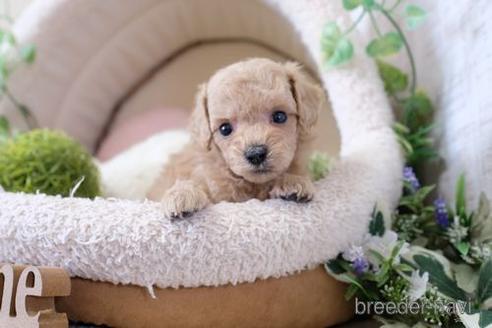 成約済の滋賀県のトイプードル-141734の3枚目