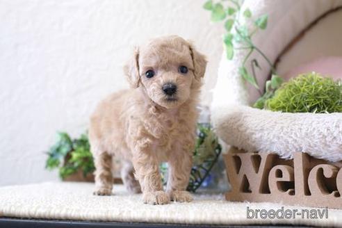 成約済の滋賀県のトイプードル-141734の2枚目