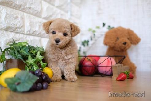 成約済の滋賀県のトイプードル-141736の1枚目