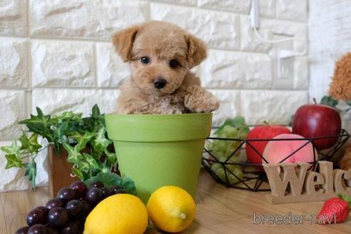 成約済の滋賀県のトイプードル-141736の4枚目