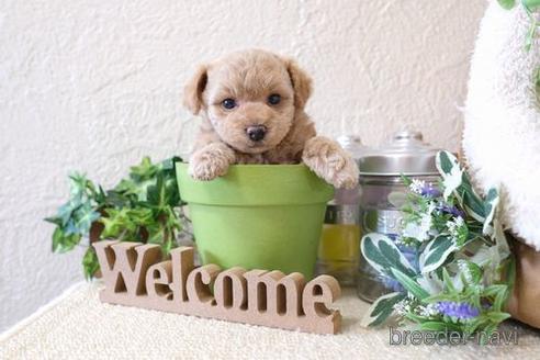 成約済の滋賀県のトイプードル-141736の3枚目