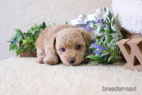 成約済の滋賀県のトイプードル-141736の2枚目