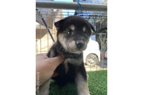 成約済の広島県の柴犬-140753の2枚目