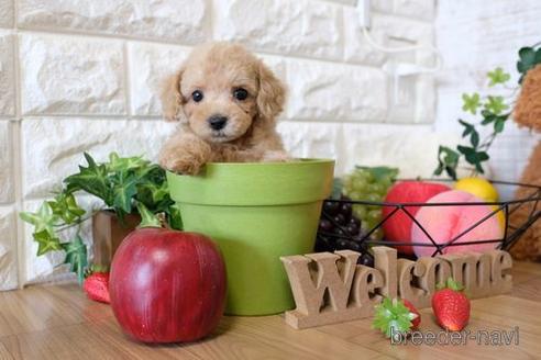 成約済の滋賀県のトイプードル-141734