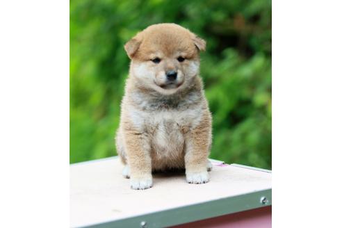 成約済の静岡県の柴犬-143499