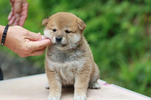 成約済の静岡県の柴犬-143499の2枚目