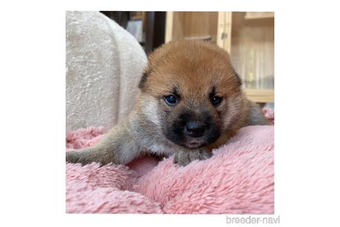 成約済の長野県の柴犬-143502の1枚目