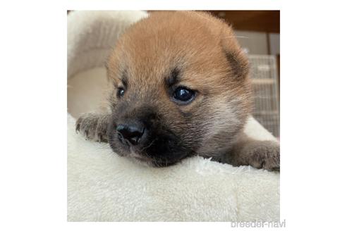 成約済の長野県の柴犬-143502の5枚目