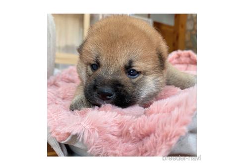 成約済の長野県の柴犬-143502の4枚目