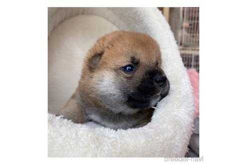 成約済の長野県の柴犬-143502の3枚目