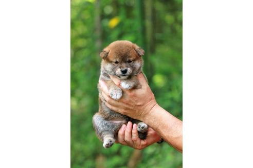 成約済の静岡県の柴犬-143504