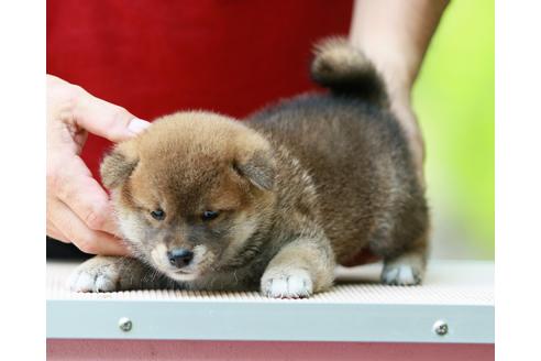 成約済の静岡県の柴犬-143504の3枚目