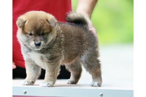 成約済の静岡県の柴犬-143504の2枚目