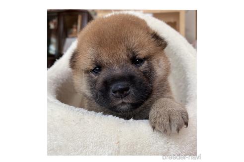 成約済の長野県の柴犬-143506の5枚目