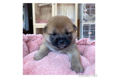 成約済の長野県の柴犬-143506の3枚目