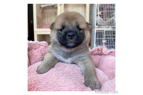 成約済の長野県の柴犬-143506の1枚目