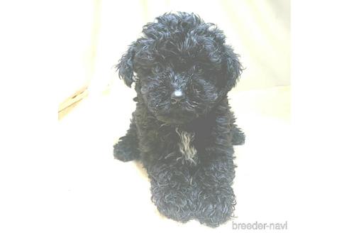成約済の茨城県のミックス犬-140153の6枚目