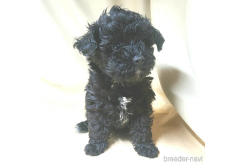 成約済の茨城県のミックス犬-140164の10枚目