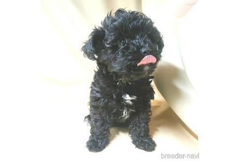 成約済の茨城県のミックス犬-140164の8枚目