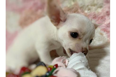 成約済の千葉県のチワワ(スムースコート)-141813の2枚目