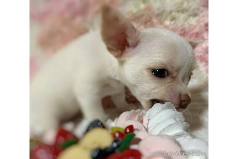 成約済の千葉県のチワワ(スムースコート)-141813の3枚目