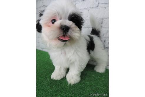 成約済の大阪府のシーズー-140881の6枚目