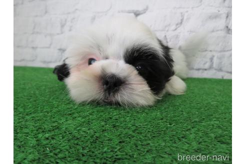 成約済の大阪府のシーズー-140881の5枚目