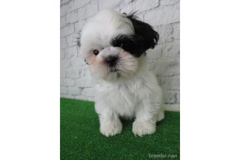 成約済の大阪府のシーズー-140881の4枚目