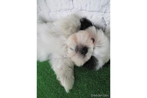 成約済の大阪府のシーズー-140881の3枚目